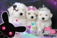 /album/pets/images-2-jpg/